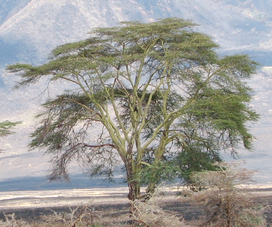 Ngorongoro_Acacia_xanthophloea.jpg