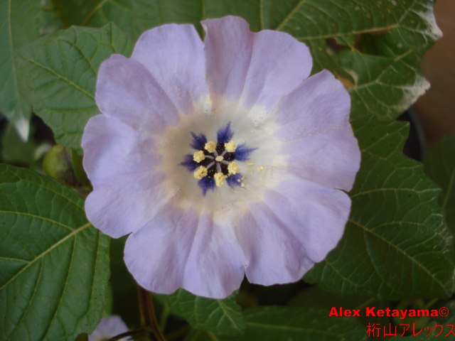 Nicandra%20physaloides.jpg