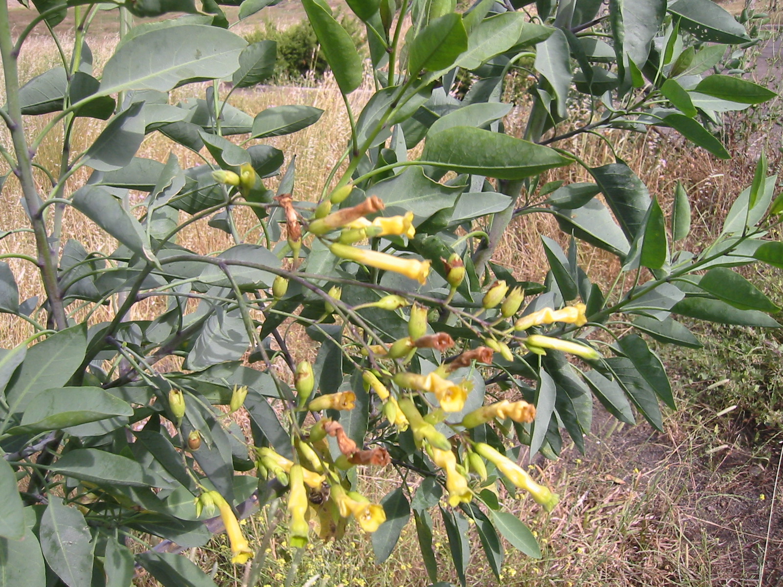 Nicotiana%2Bglauca.JPG