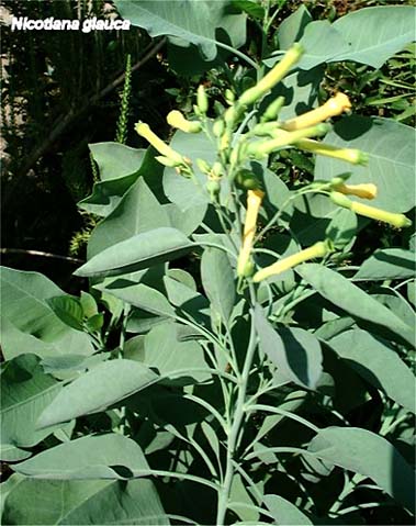 Nicotiana-glauca.jpg