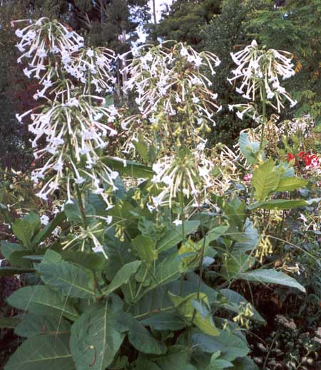 nicotiana-sylvestris.jpg