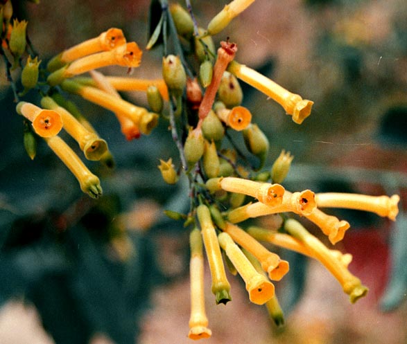 nicotiana_glauca1.jpg