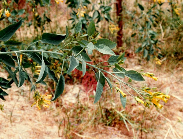 nicotiana_glauca2.jpg