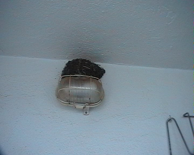 nido%20golondrina.jpg