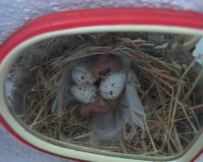 nido%20golondrina3%7E0.jpg