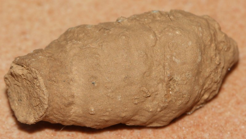 nido1.jpg