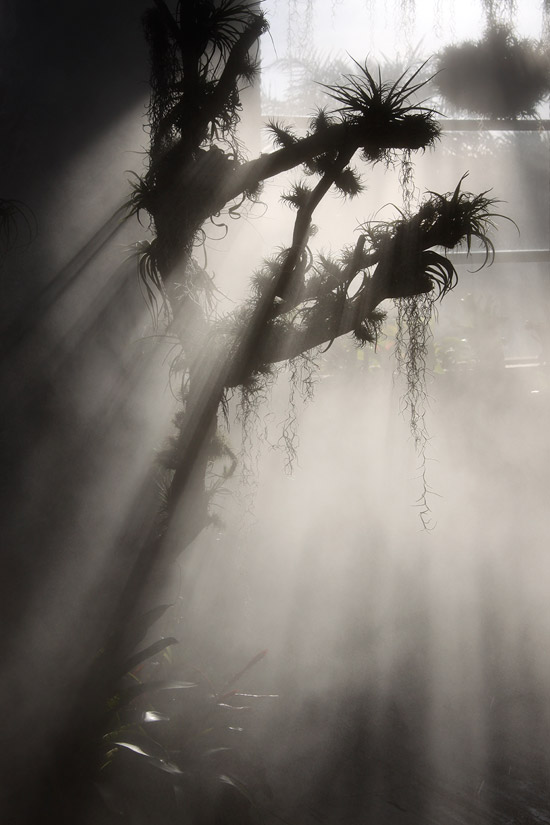 niebla_invernadero8.jpg