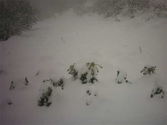 nieve-07-IV.jpg