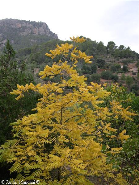 nigra-novembre04.jpg