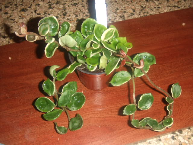 Nilda2009-03-21009.jpg