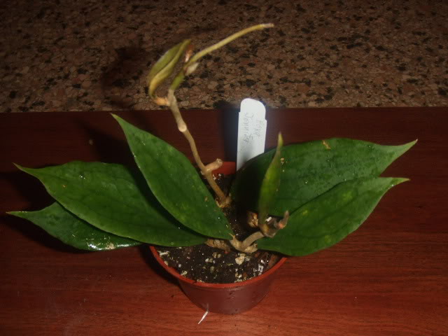 Nilda2009-03-21019.jpg
