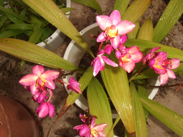 Nilda2009-04-24037.jpg