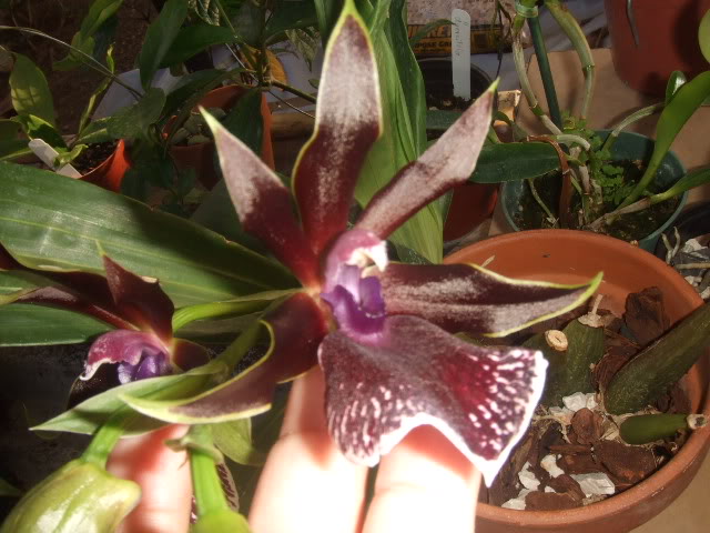 NILDA2009-07-07018.jpg