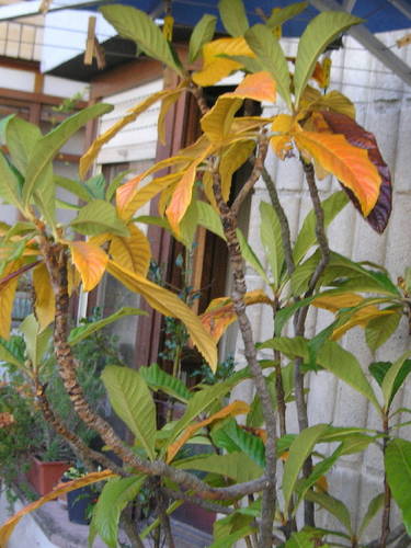 nispero_oto_o_3_nov_09.jpg
