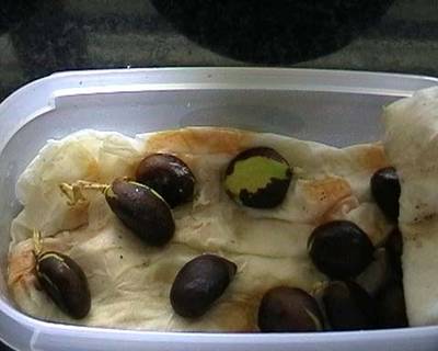 nisperos_a_germinar.jpg