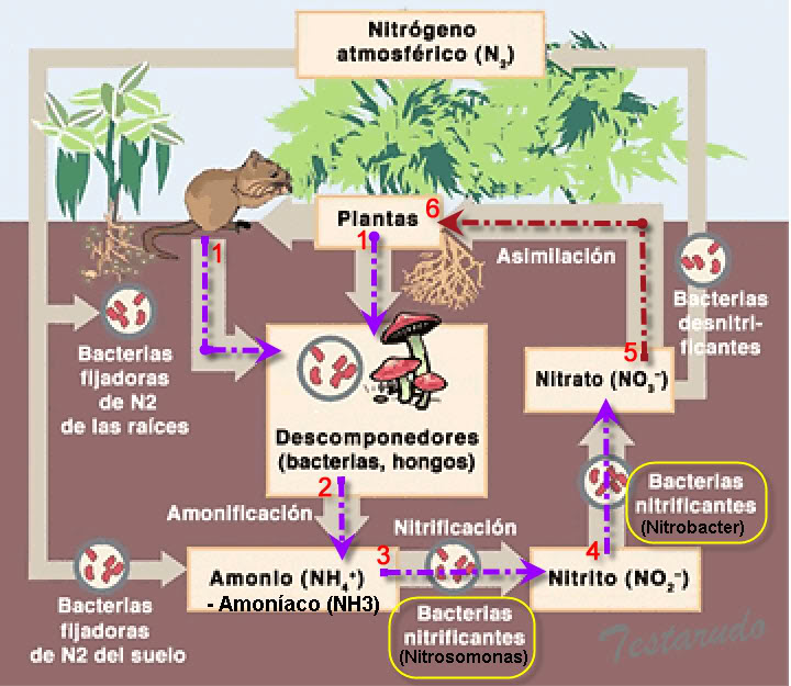 Nitrogeno-suelo.jpg