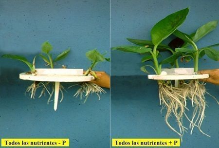 niveles-de-f%C3%B3sforo-en-la-planta.jpg