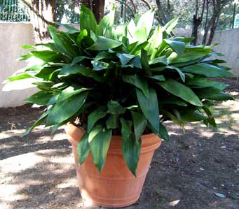 nmauric_aspidistra_elatior.jpg