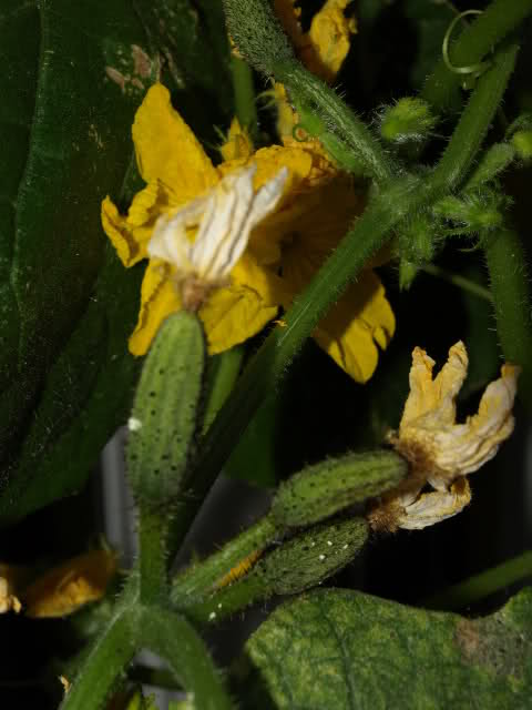 nn7408.jpg