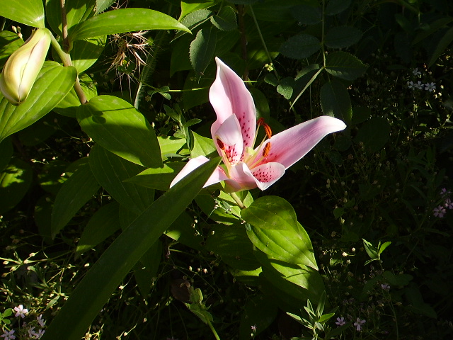 nn_012.jpg