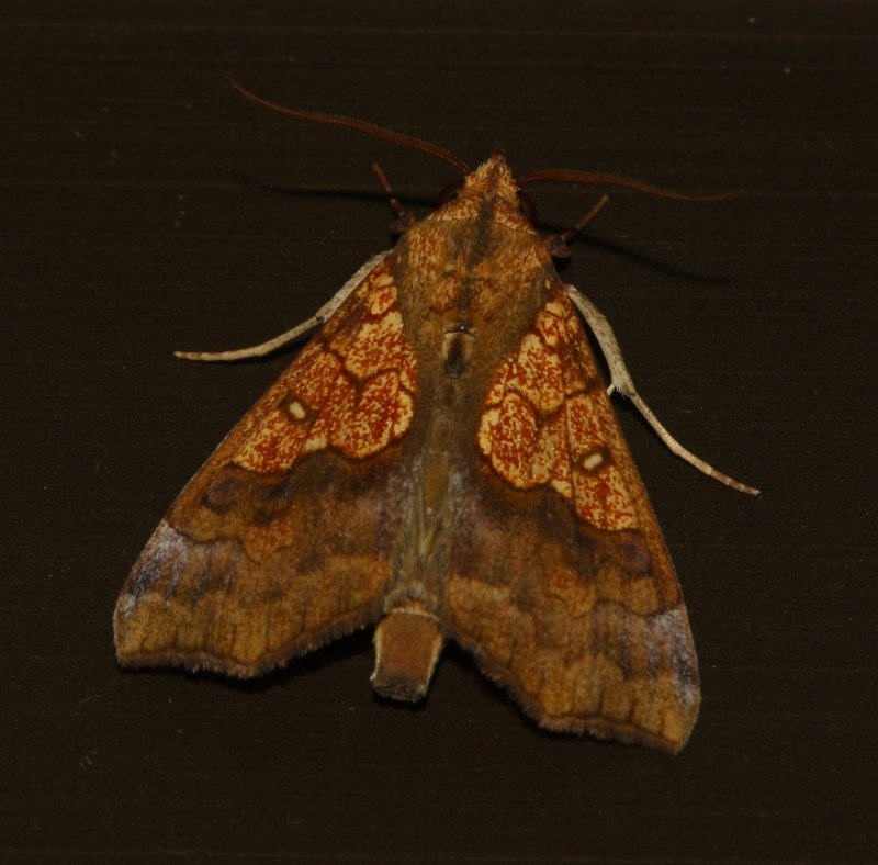 nocturna_1263.jpg