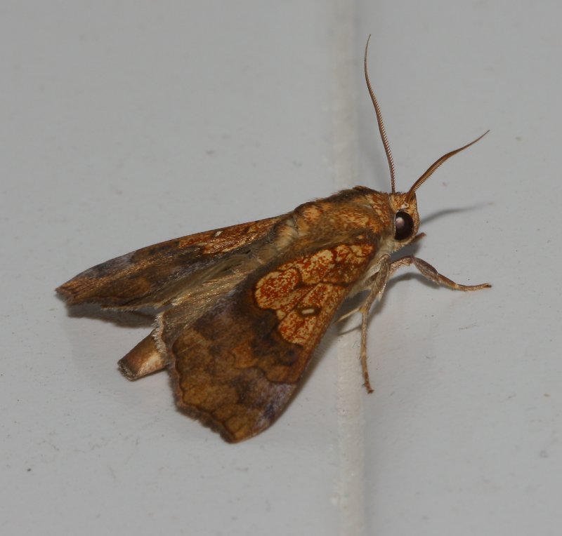 nocturna_1264.jpg