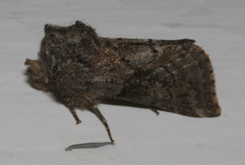 nocturna_2829.jpg