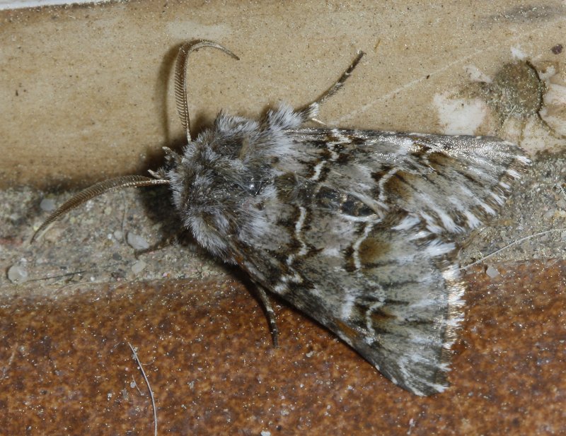 nocturna_2923.jpg