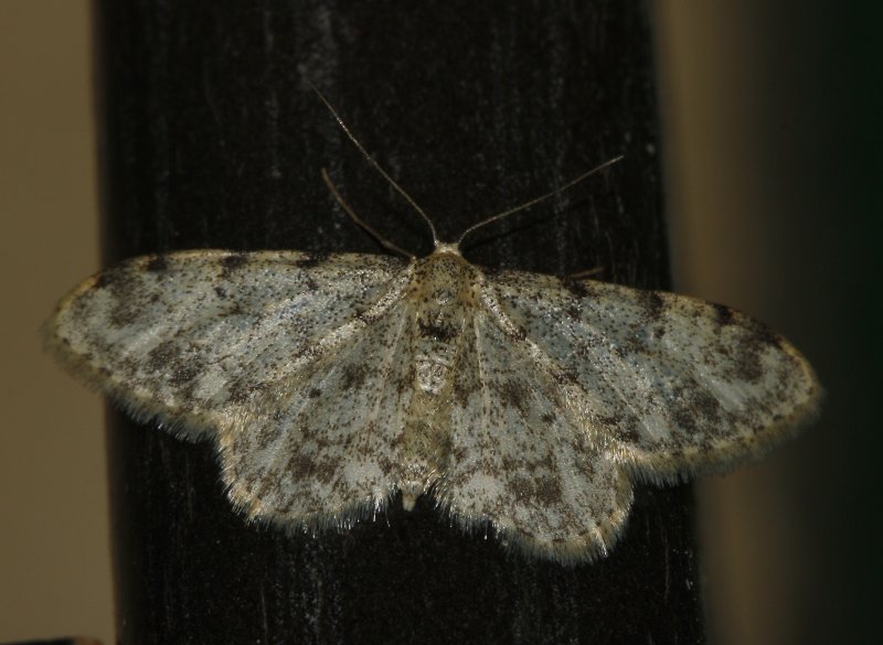 nocturna_6091.jpg