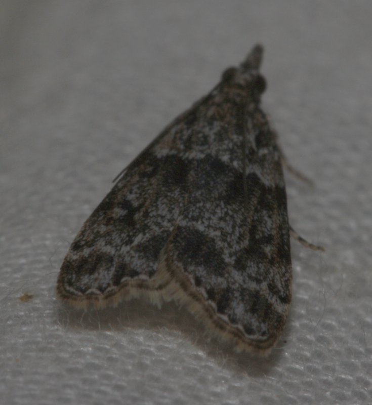 nocturna_6092.jpg