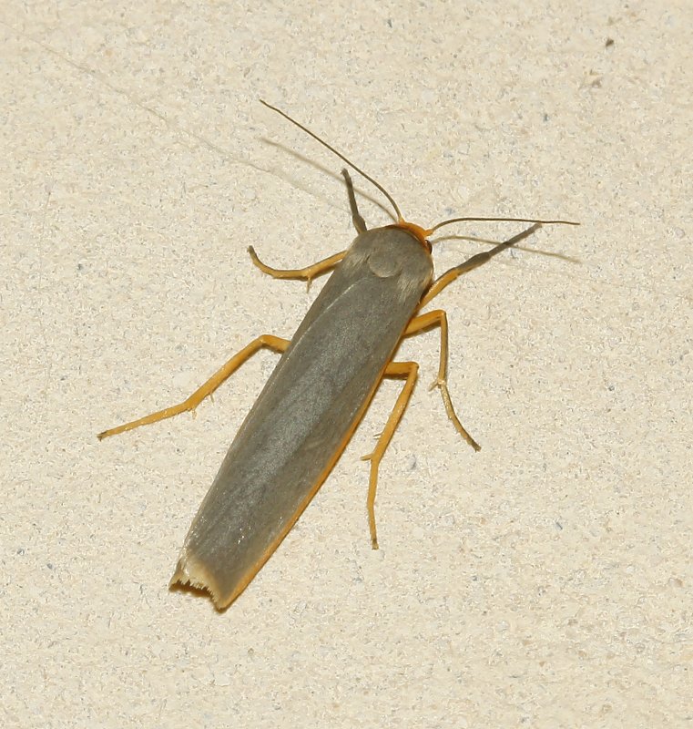 nocturna_6350.jpg