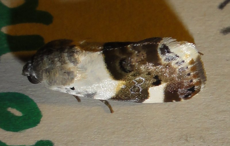 nocturna_DSC01219.jpg