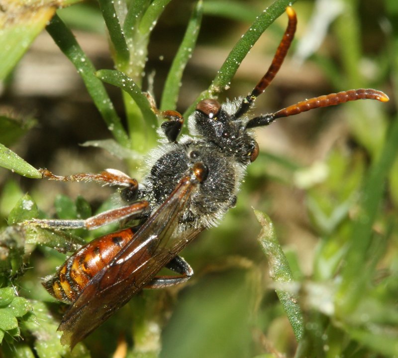nomada%20sp.jpg