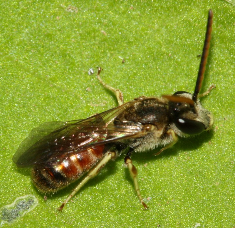 nomada%20sp.jpg