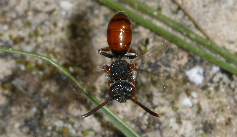 Nomada%20sp_2081.jpg