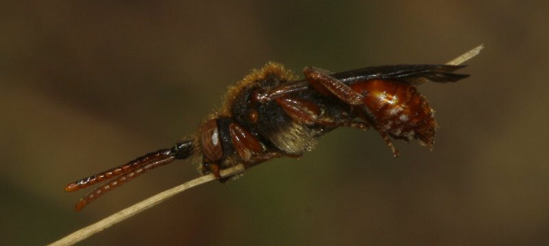 Nomada%20sp_5472.jpg