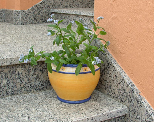 nomeolvides_maceta.JPG