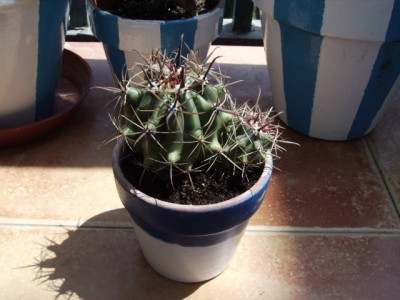 normal_%BFferocactus%202.JPG