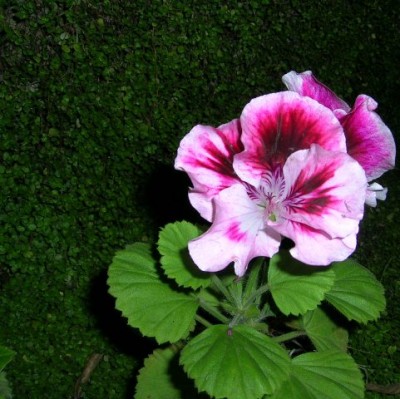 normal_%FAltimas%20flores.-%20001.jpg