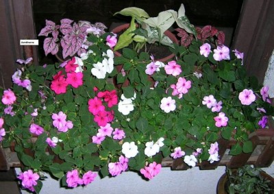 normal_%FAltimas%20flores.-%20008.jpg