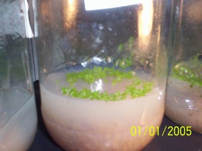 normal_000_0982.JPG