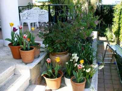 normal_02%2004%2006%20TULIPANES%20PK.jpg
