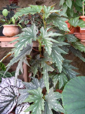 normal_03-09-05-049-Begonia.jpg