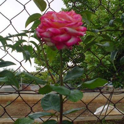 normal_05-10-02%20R03%2003.jpg