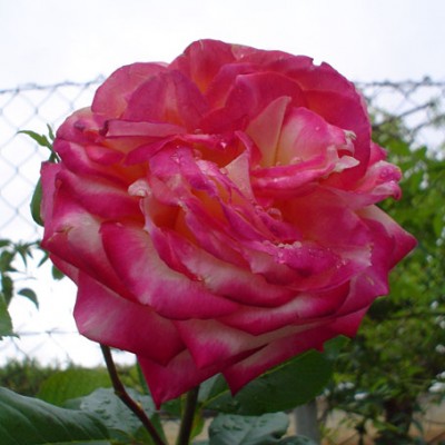 normal_05-10-02%20R03%2004.jpg