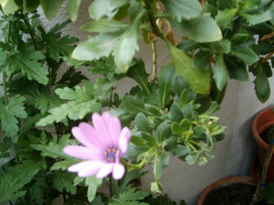 normal_05210018.JPG