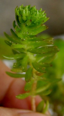 normal_05abril-sedum-x4.jpg