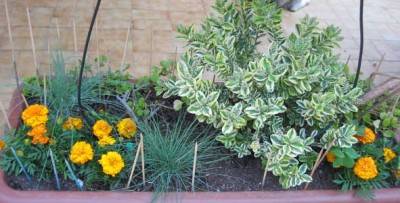 normal_100-0003_IMG%7E1.jpg
