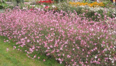 normal_100-0043_IMG%7E0.jpg