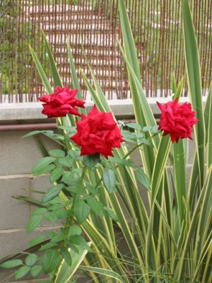 normal_100-0051_IMG.jpg